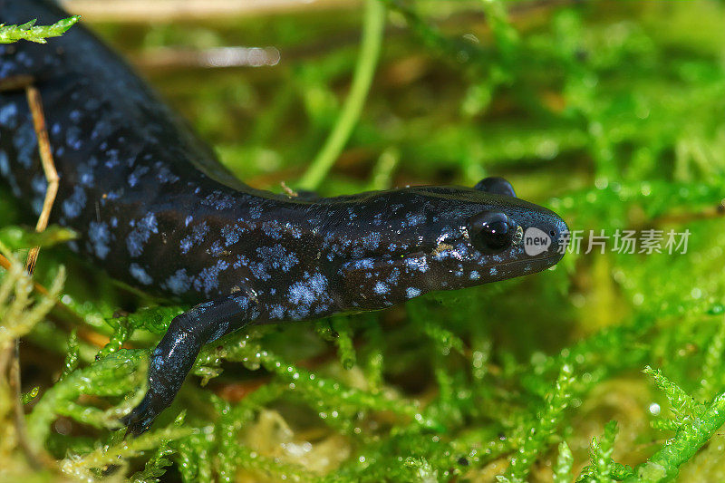 彩色和罕见的蓝斑蝾螈特写，Ambystoma lateral